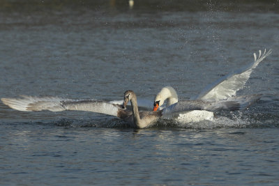Mute Swan