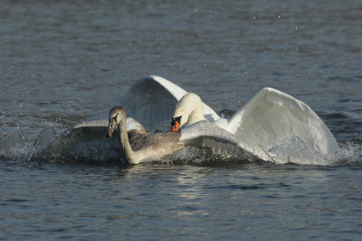 Mute Swan - Fighting