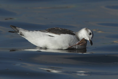 Sabine's Gull, 1Y
