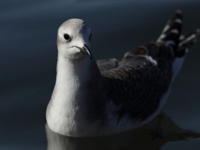 Sabine's Gull, 1Y