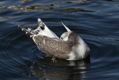 Sabine's Gull, 1Y