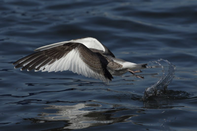Sabine's Gull, 1Y