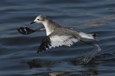 Sabine's Gull, 1Y