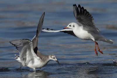Sabine's Gull, 1Y
