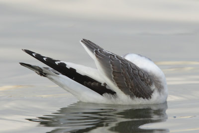 Sabine's Gull, 1Y