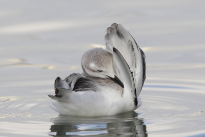 Sabine's Gull, 1Y