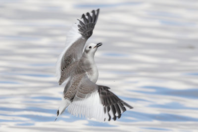 Sabine's Gull - Going for Bread