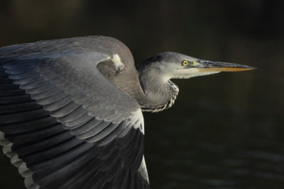 Grey Heron - Close-up