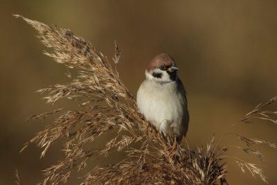 Tree Sparrow
