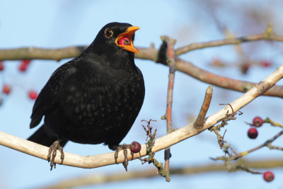 Blackbird, male