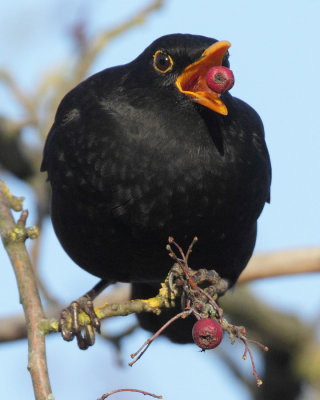 Blackbird, male