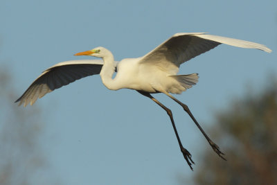 Great Egret
