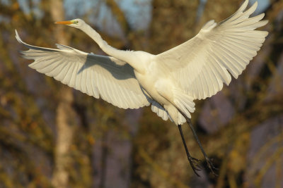 Great Egret - In Flight
