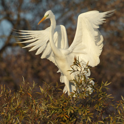 Great Egret
