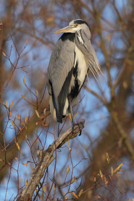 Grey Heron, adult