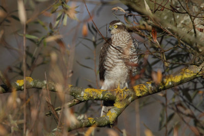 Eurasian Sparrowhawk, juvenile