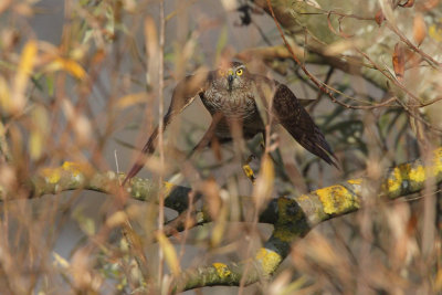 Eurasian Sparrowhawk, juvenile