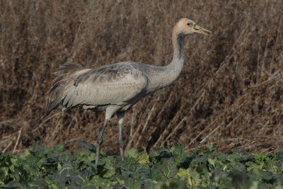 Common Crane - Juvenile