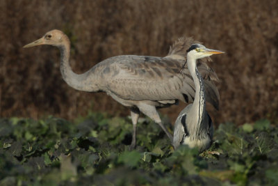 Common Crane, juvenile,and Grey Heron
