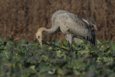 Common Crane - Juvenile