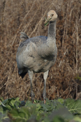 Common Crane - Juvenile