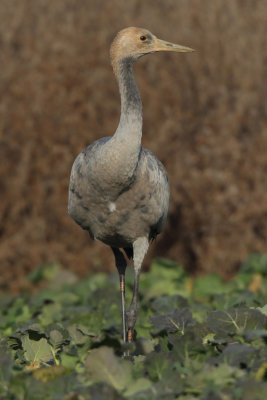 Common Crane - Juvenile
