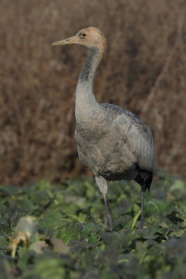 Common Crane - Juvenile