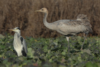 Common Crane - Juvenile