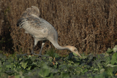 Common Crane - Juvenile
