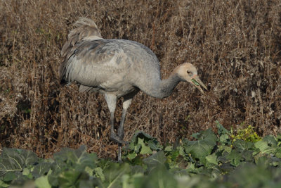 Common Crane - Juvenile
