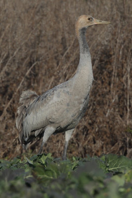 Common Crane - Juvenile