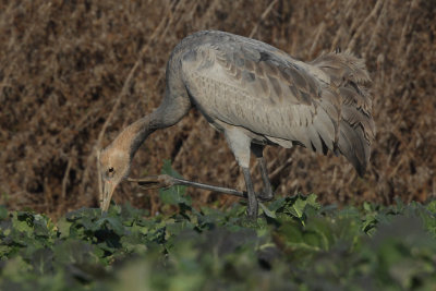 Common Crane - Juvenile