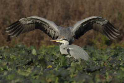 Common Crane - Juvenile behind Grey Heron