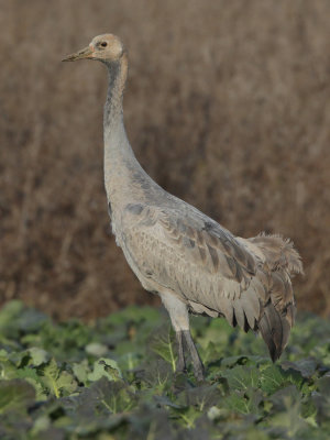 Common Crane - Juvenile