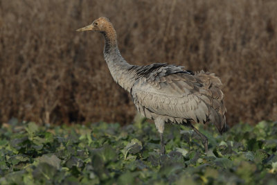Common Crane - Juvenile