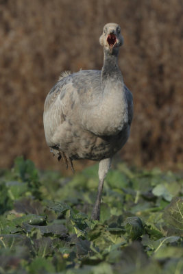 Common Crane - Juvenile