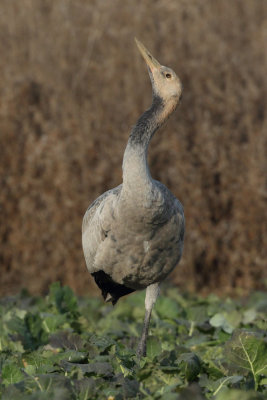 Common Crane - Juvenile