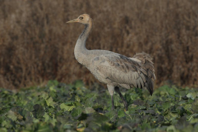 Common Crane - Juvenile