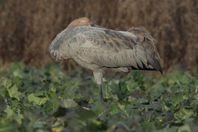 Common Crane - Juvenile