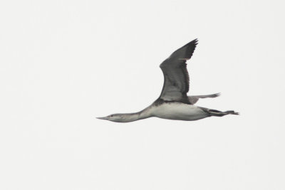 Red-throated Loon