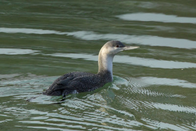 Red-throated Loon