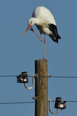 White Stork - Preening