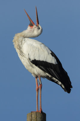 White Stork - Portrait