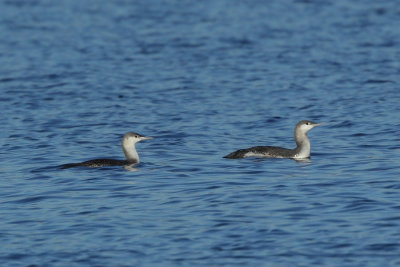 Red-throated Loon