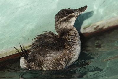 Ruddy Duck, female