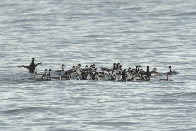 Black-necked grebe