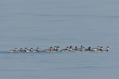 Black-necked grebe