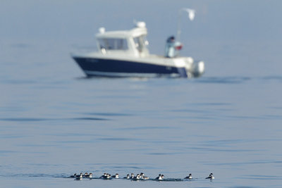 Black-necked grebe
