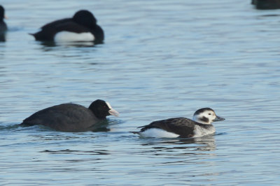 Long-tailed duck