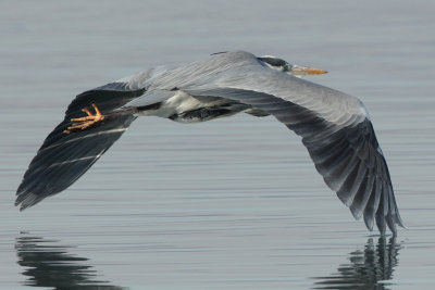 Grey Heron - In Flight